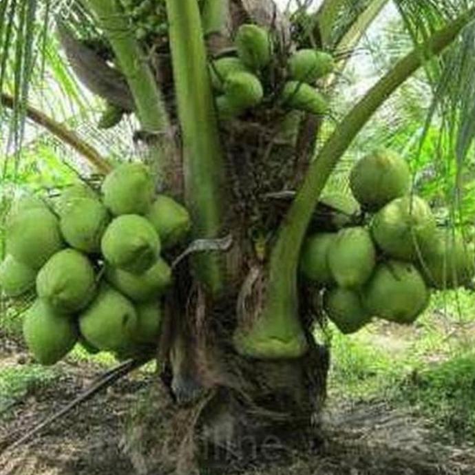 Bibit Buah KELAPA HIBRIDA / bibit pohon kelapa hibrida hijau