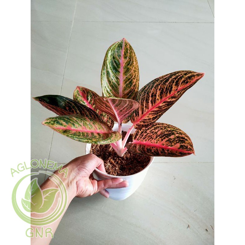 aglonema lokal Widuri lilin mangkuk