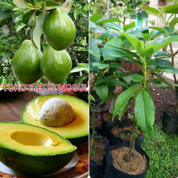 ANEKA BIBIT ALPUKAT MENTEGA BANGKOK SUPER ASLI