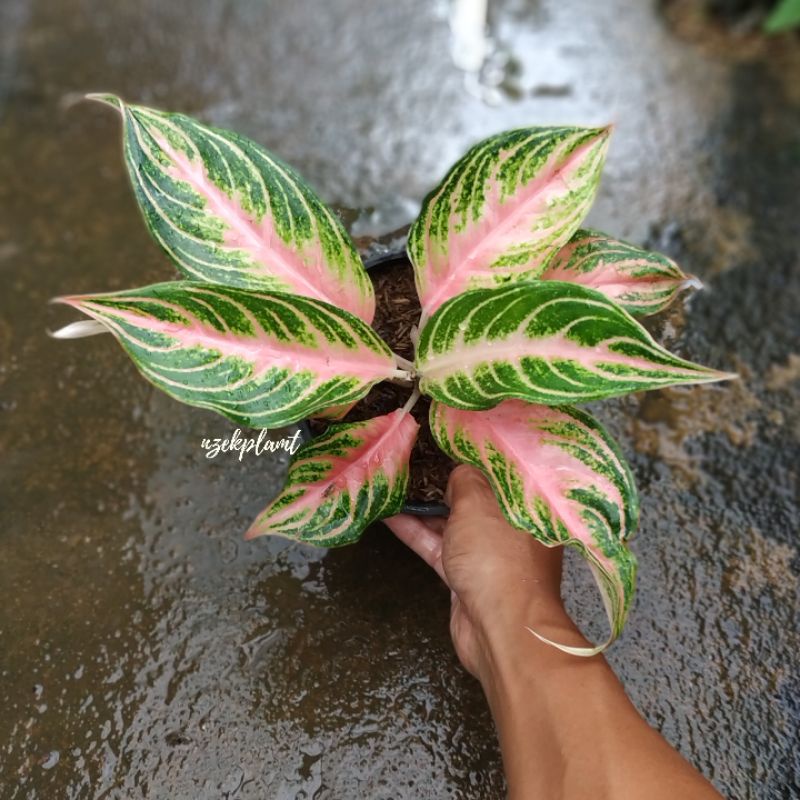 aglonema pink sunshet