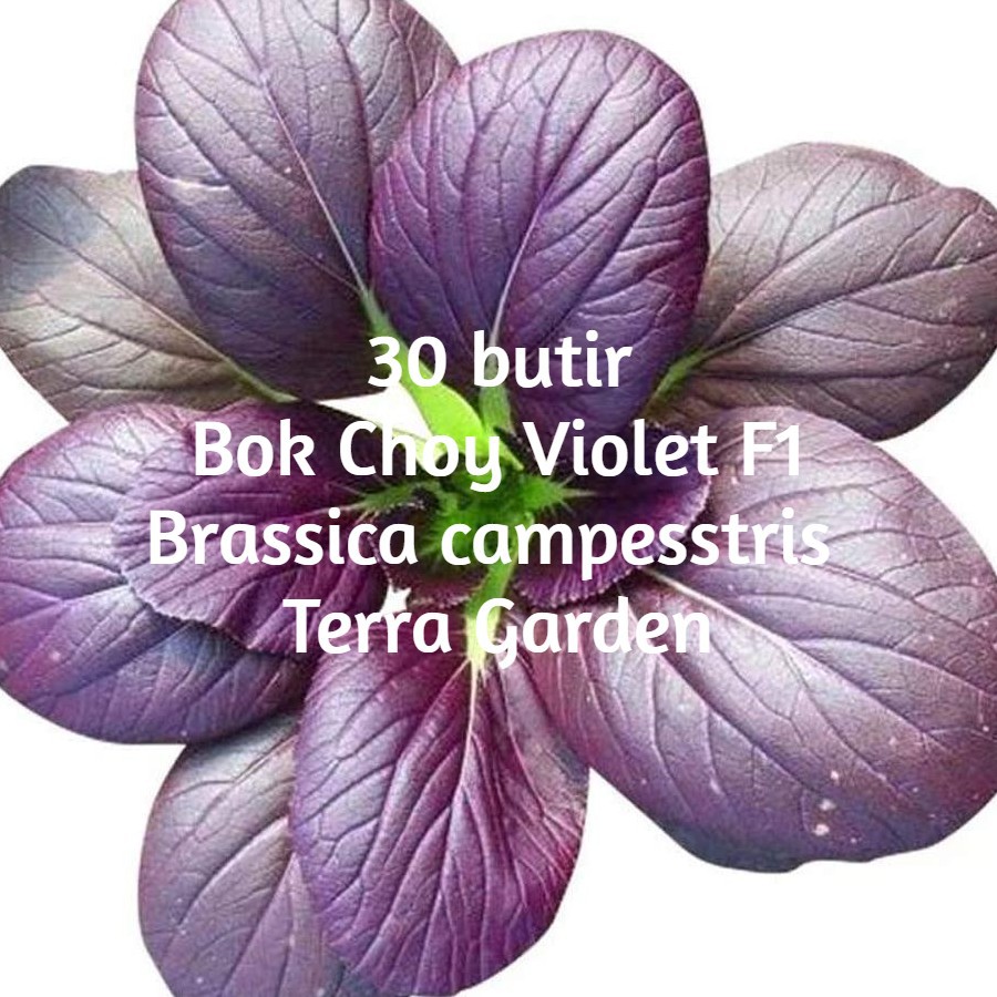 Bibit Benih Biji Pakchoy Pakchoi Green White Sawi Daging Bok choy Bokchoi Pokcoy Pokcay-Bokchoy Ungu 30 btr