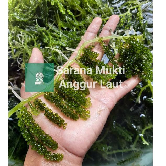 

☋Best Terlaris☆ 6AQPM Anggur laut/ Green Caviar/ Latoh/ Lawi lawi/ Sea Grapes (Caulerpa Sp.) 62 ✲Sel