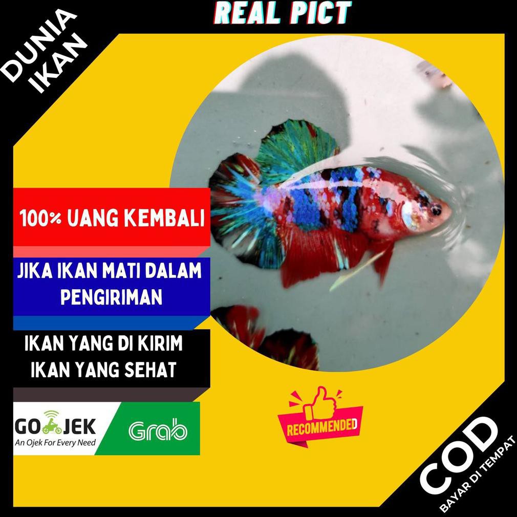 Terbaru Ikan Cupang  Koi Multicolor Male  Ikan Hias Size M+