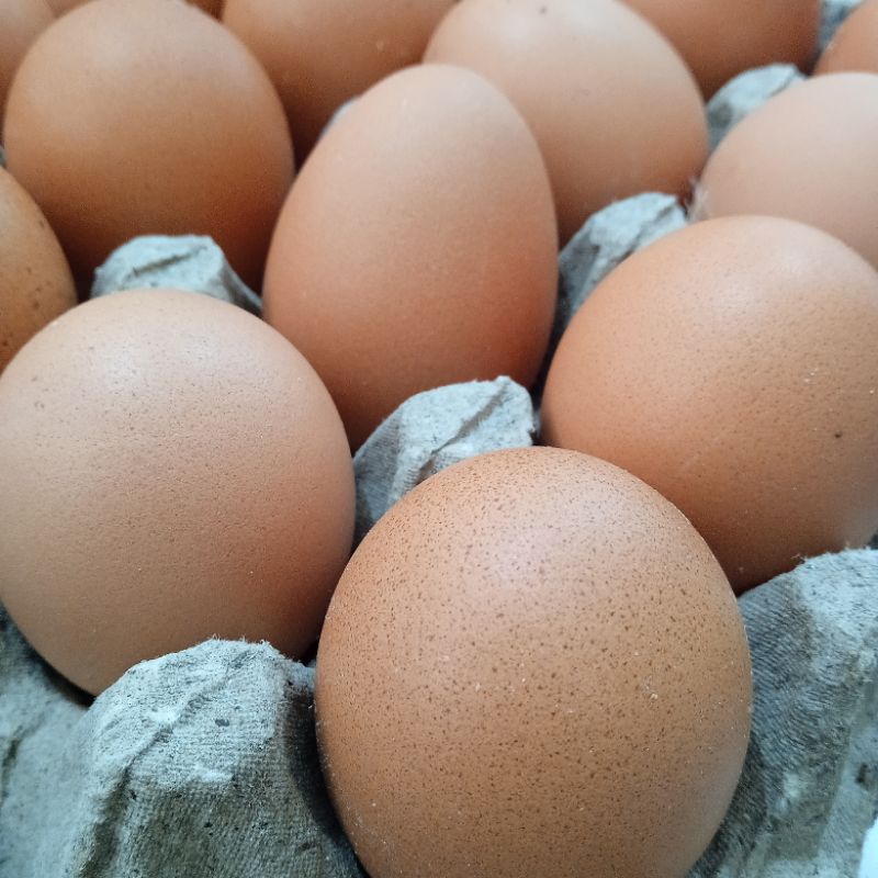 

Telur ayam negeri fresh