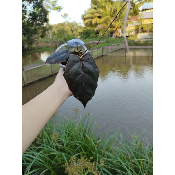 Sirih Hutan Atau Piper Batman