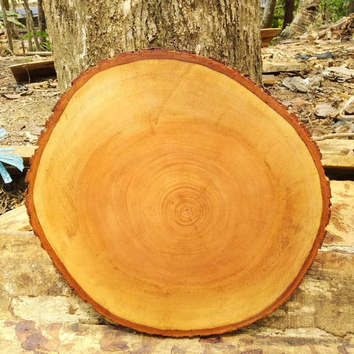 Ready Natural wood slice diameter 26-28 cm coated with water based varnish