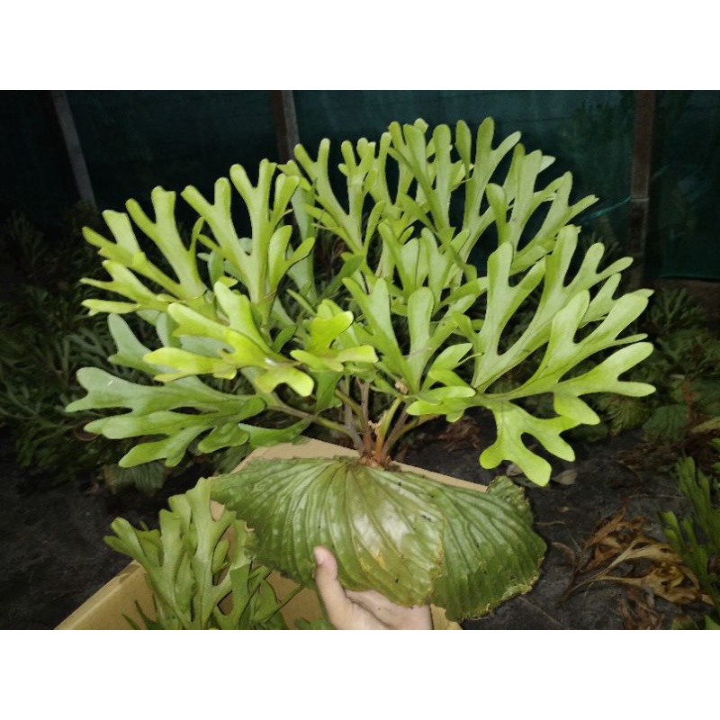 platycerium ridleyi Size M (2plant)