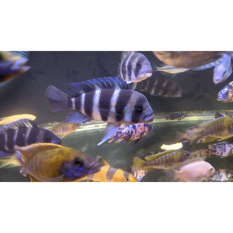 Ikan Hias Frontosa Burundi African Cichlid