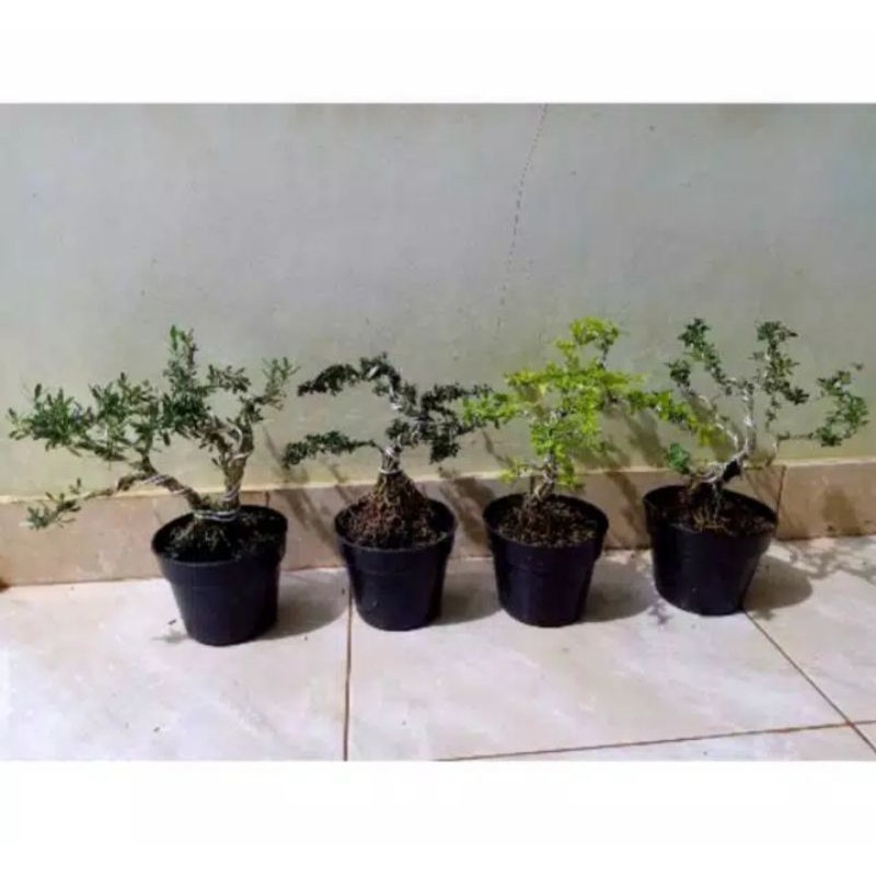 promo paket 4 bonsai mame - bonsai boxus