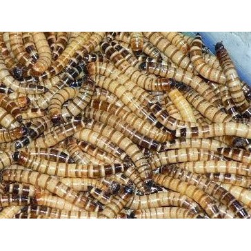 ULAT JERMAN SEGAR FRESH 1 KG MAKANAN REPTIL Shopee Indonesia ULAT JERMAN SEGAR FRESH 1 KG MAKANAN REPTIL Shopee Indonesia