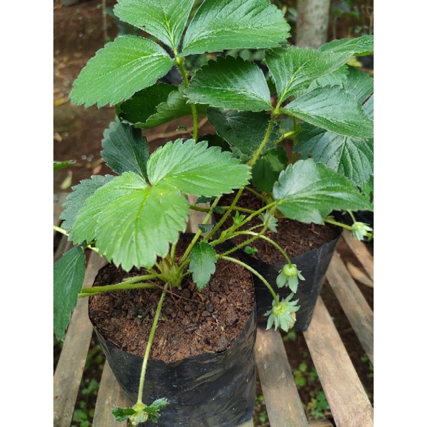 Bibit Pohon Strawberry California/Pohon Strawberry California
