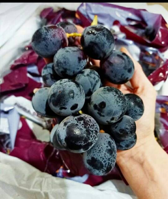 

ANGGUR BLACK AUTUM IMPORT 1 KG