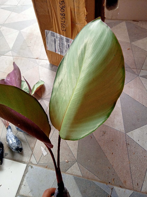 Chalatea Silver Plate