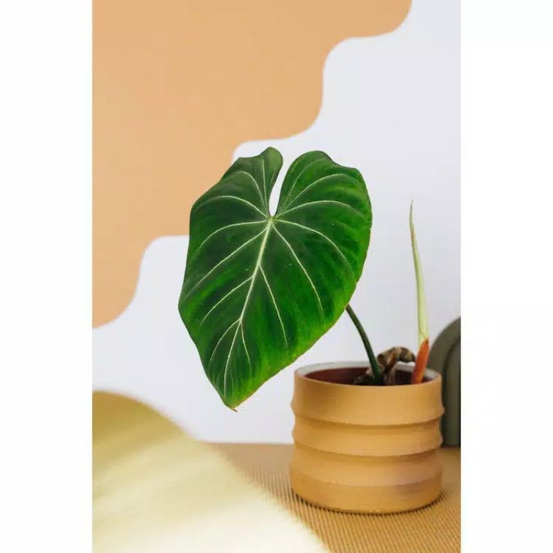 philodendron gloriosum - gloriosum