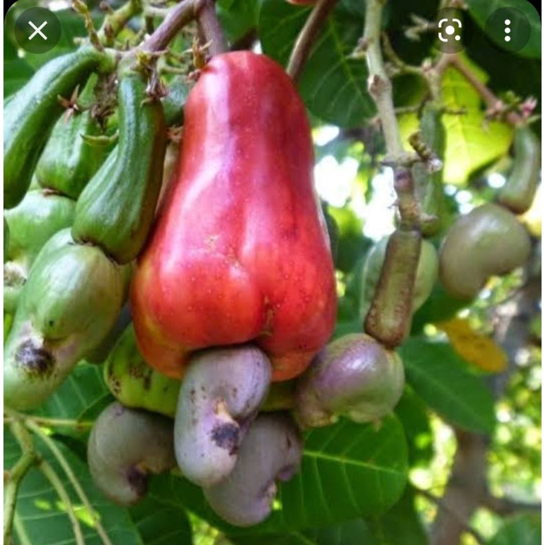 bibit jambu mete dari sedling/ biji