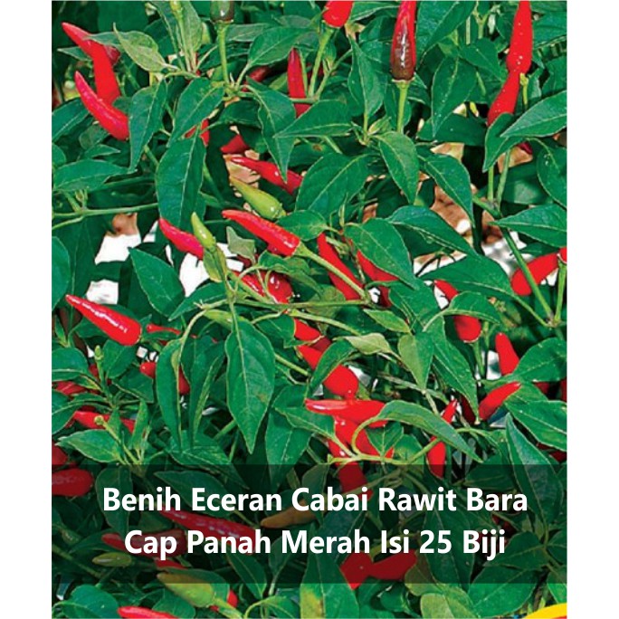 Benih Eceran Cabe / Cabai Rawit Bara Cap Panah Merah