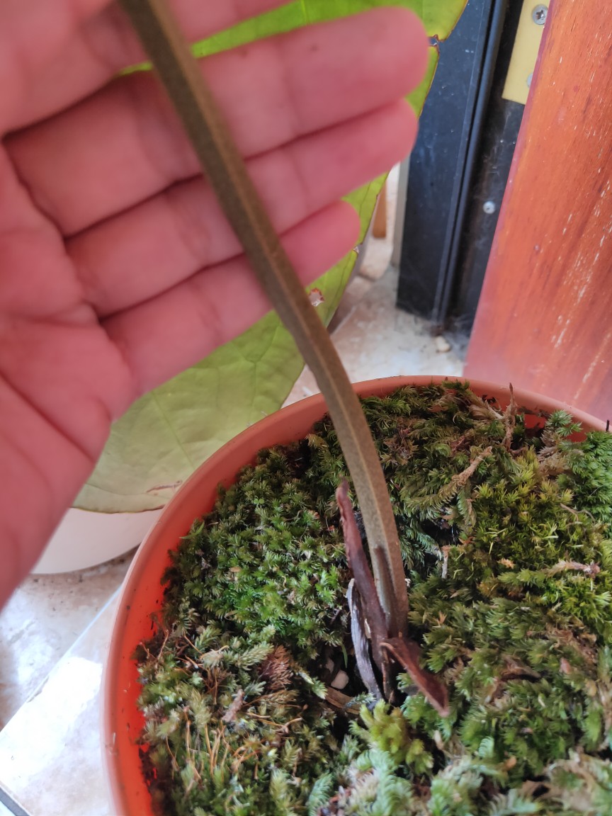 Anthurium Magnificum Verde Batang Kotak