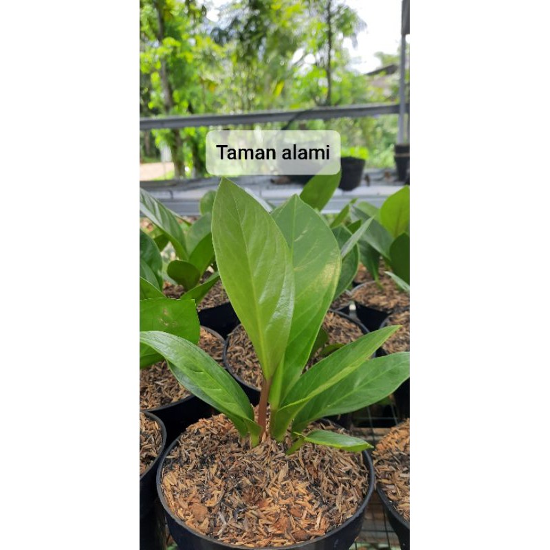 anthurium jemani cobra - tanaman anthurium jemani cobra realpick