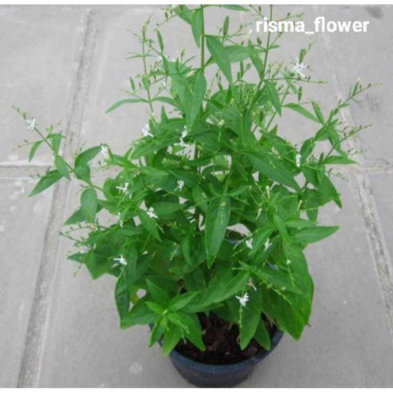 pohon sambiloto/tanaman sambiloto