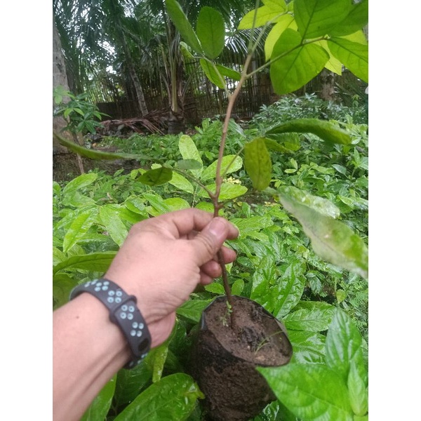 Bibit Katilayu Erioglosum rubiginosum ( Non ESEN KATILAYU )