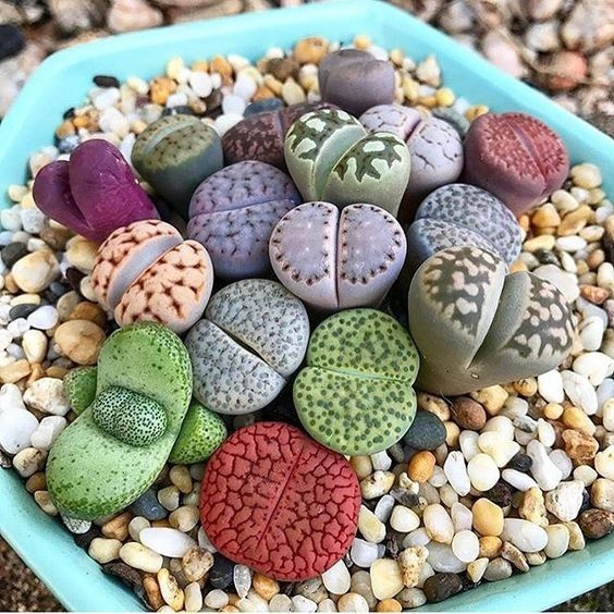 Benih Bibit Biji - Lithops Mix 'Si Batu Hidup' The Living Stone Sukulen Seeds - IMPORT