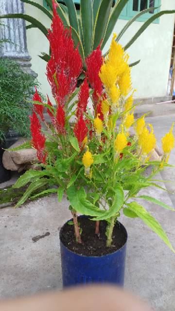 Benih Atau Biji Bunga Celosia Kuning Atau Jembel 100 Biji Shopee Indonesia