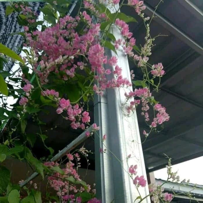tanaman hias rambat air mata pengantin ( Tanaman hias hidup indoor murah hiasan rumah taman-bunga hi
