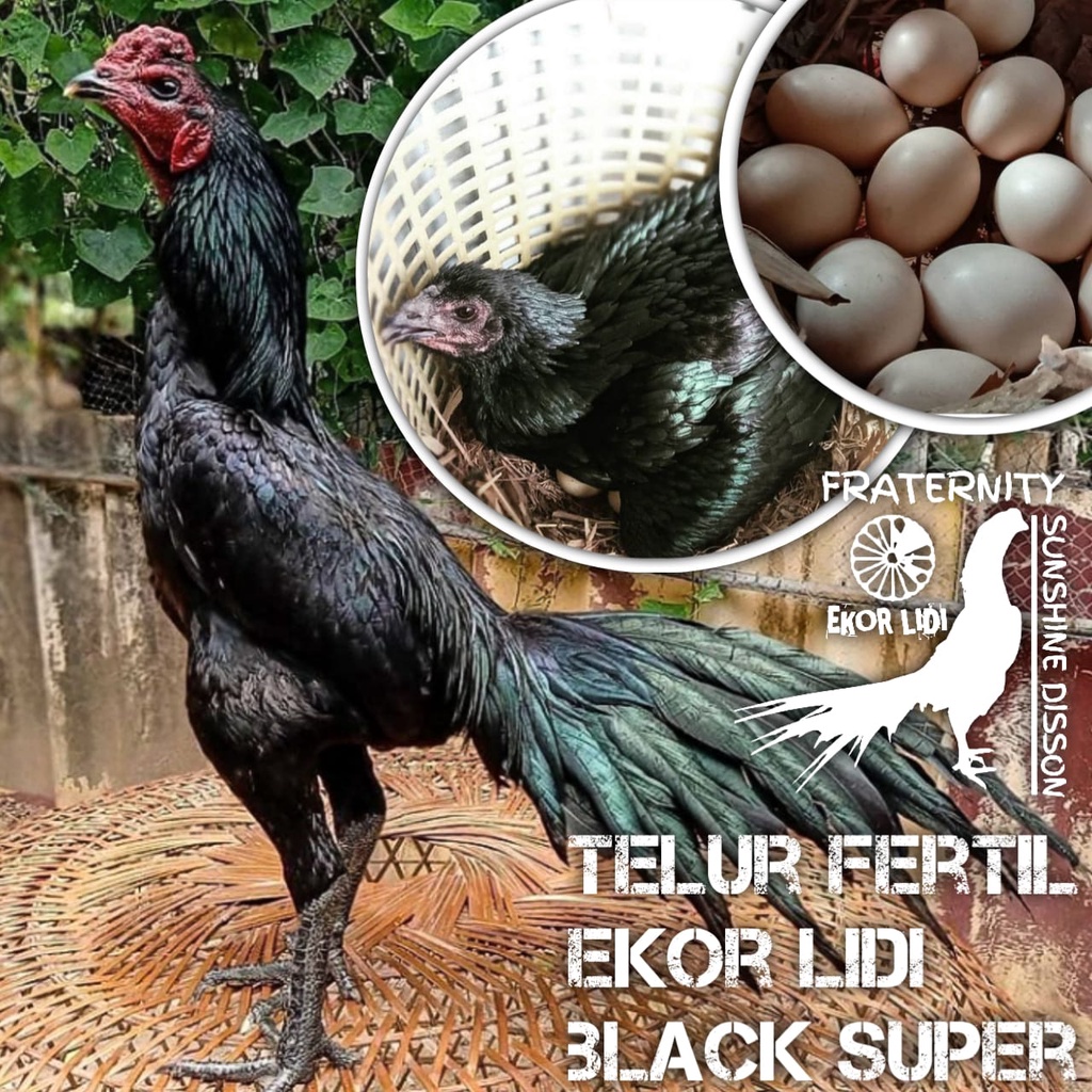 ekor lidi ayam bangkok asli black super hitam legam telur fertil