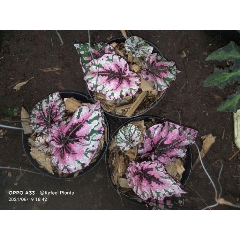 

bigonia rex