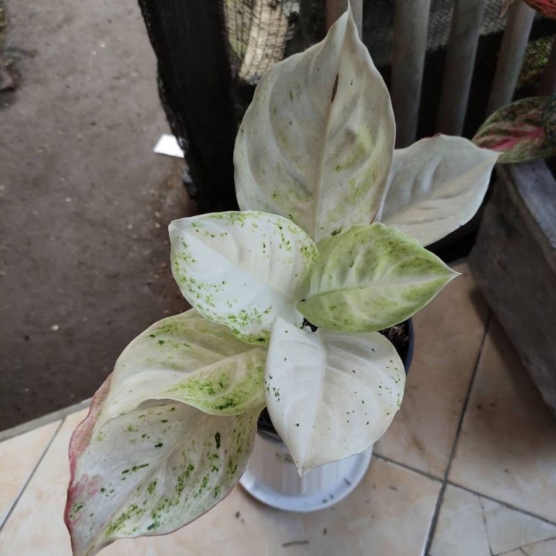 Bibit  aglonema mutiara / aglaonema mutiara tanaman hias bonggol