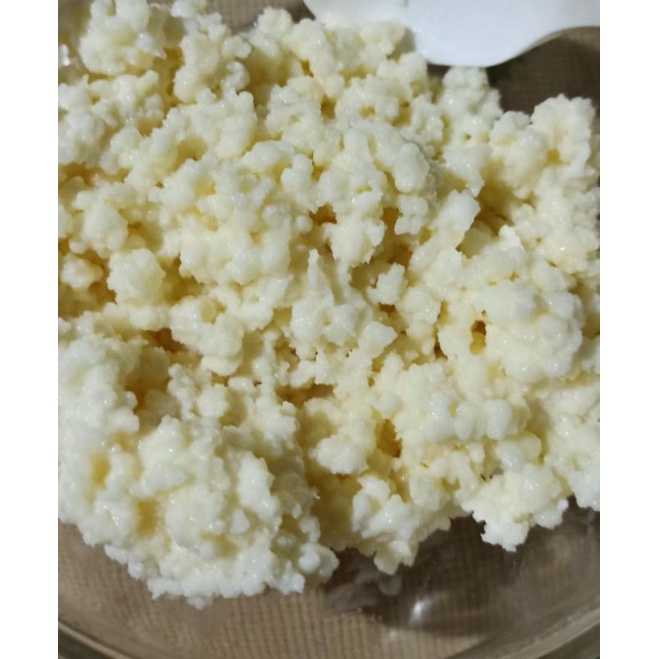 

grain kefir