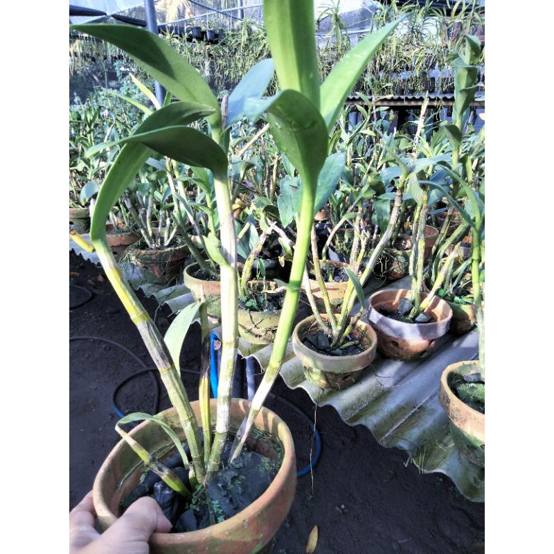 dendrobium dewasa pasca bunga