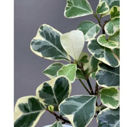 tanaman hias ficus variegata - ficus triangularis