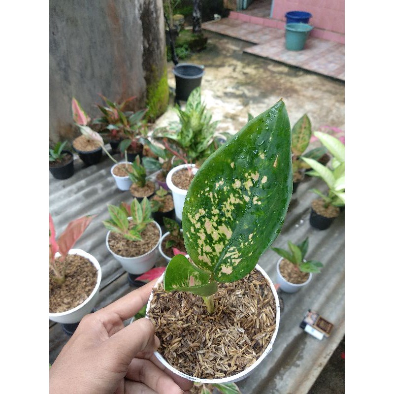 Aglonema Baby Sultan Brunai Batik