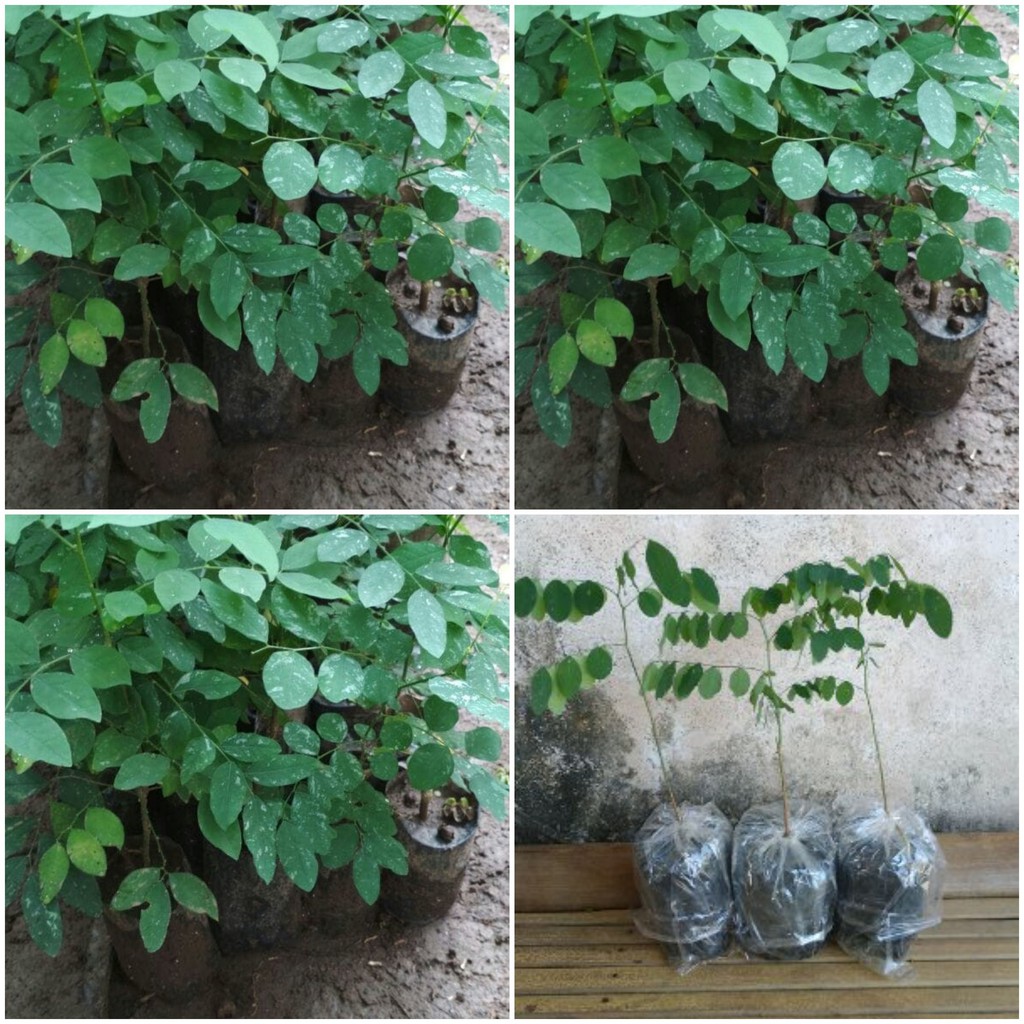 Bibit Daun Katuk