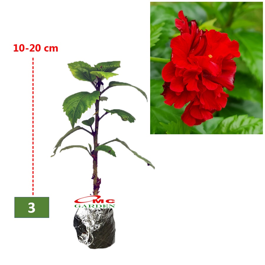 Kembang Sepatu Bunga Raya Hibiscus Worawari Rosa Dinensis Merah Bibit Tanaman Hias 1020