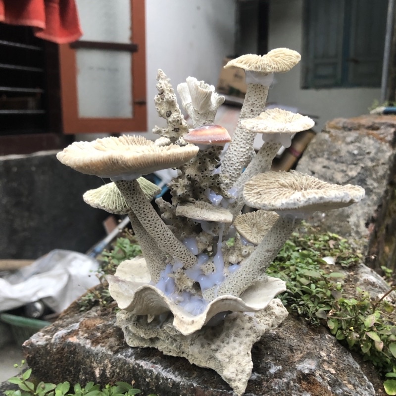 BATU KARANG RANHKAI LAUT HIASAN AQUARIUM HIAS AQUARIUM AQUASCAPE RUMAH IKAN HIAS BATU KARANG CORAL A