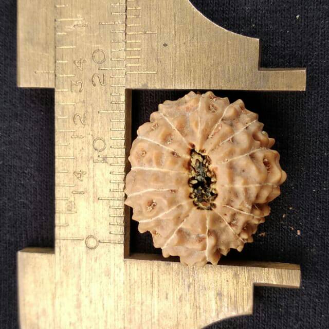 Rudraksha jenitri mukhi 14 P20mm x L16 mm