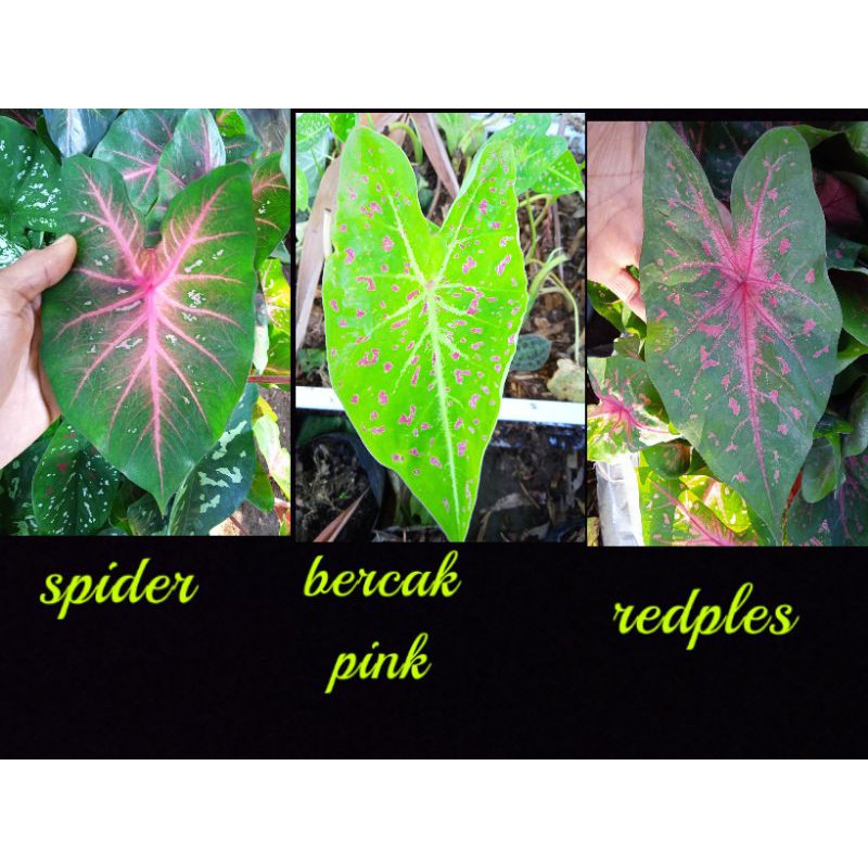 paket keladi#3 jenis keladi