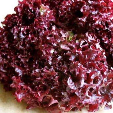 Benih Lettuce Red Rapid, jual benih lettuce red rapid murah