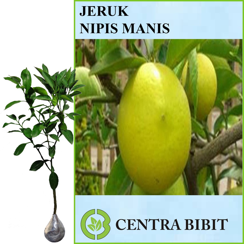 Tanaman Jeruk Nipis Manis