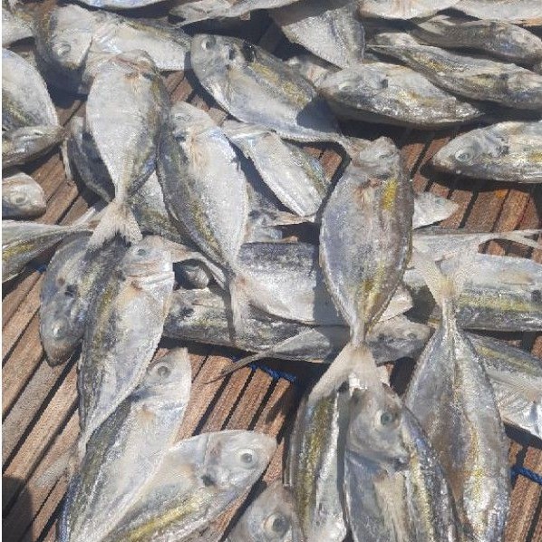 

Ikan Asin Selar Pulau Sabira - Kepulauan Seribu (500 gram)