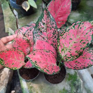 Tanaman Hias Aglaonema  RUBY  MATRIX  Shopee Indonesia