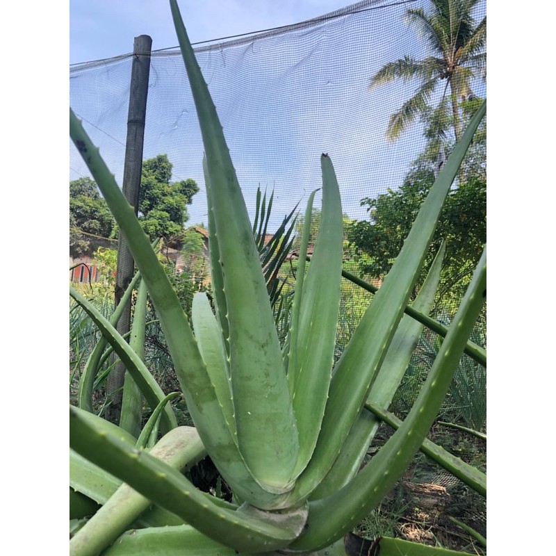 

LIDAH BUAYA JUMBO ORGANIK pontianak