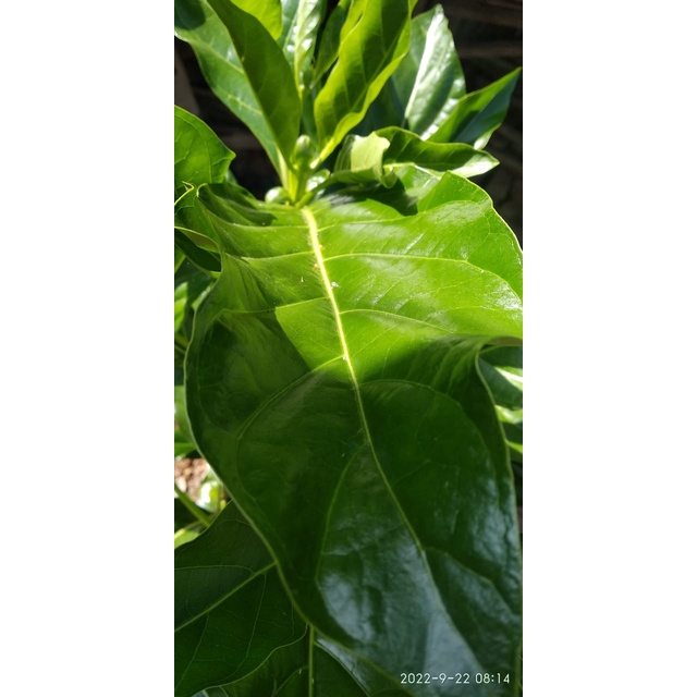 

Daun Mengkudu Segar 100gr (Sekitar 10 Lembar) Petik Dadakan