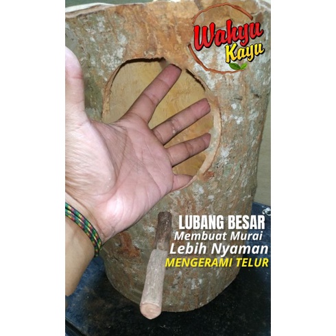 GELODOK POHON MURAI TERNAK BREEDING KAYU MAHONI