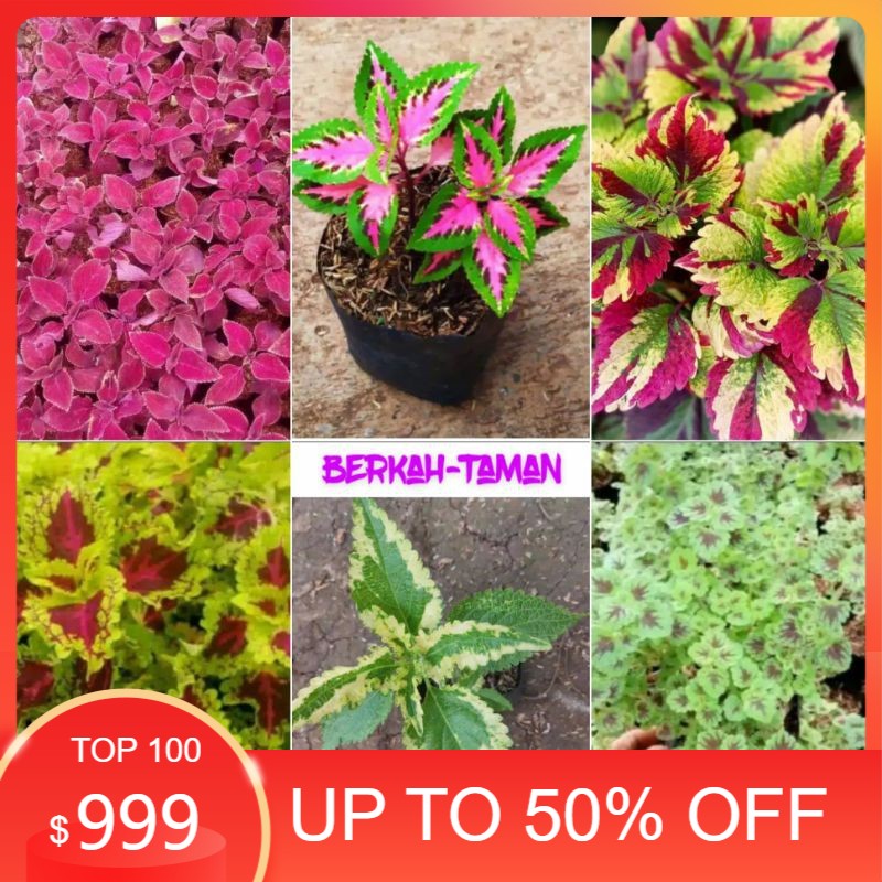 paket 6 jenis tanaman hias miana - tanaman miana - miana hias - tanaman hias miana