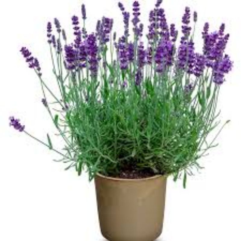 Lavender Asli / Lavandula Angustifolia / english lavender Import / tanaman pengusir nyamuk