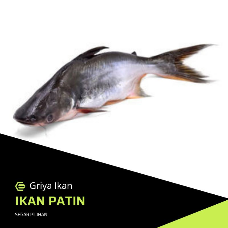 

IKAN PATIN SEGAR