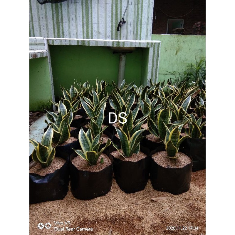 sensivera superba besar